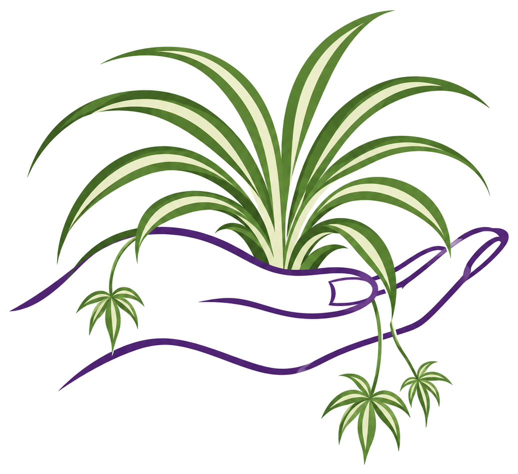 Cupped hand holding a spider plant